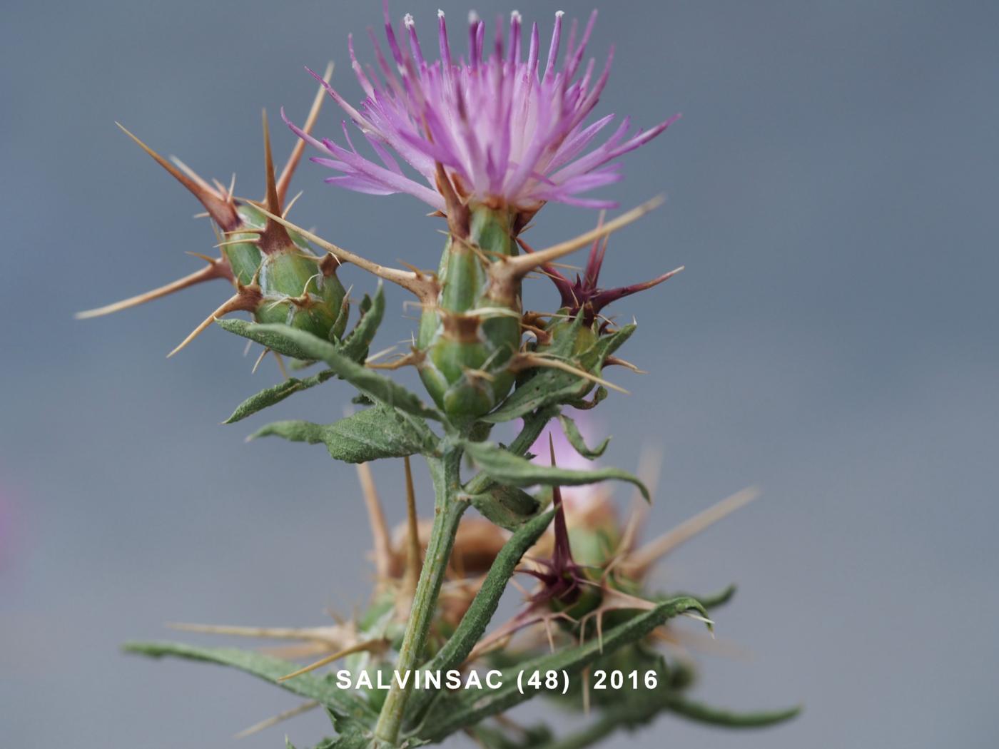 Star-thistle, Red plant